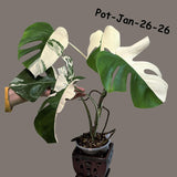 Mature Monstera Albo Variegata – Large Established White Monstera | Exact Plant Listing