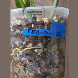 Variegated Philodendron Florida Beauty x Mayoi - Super Rare Live Plants - Home Decor - Exact Same Plant - US Seller