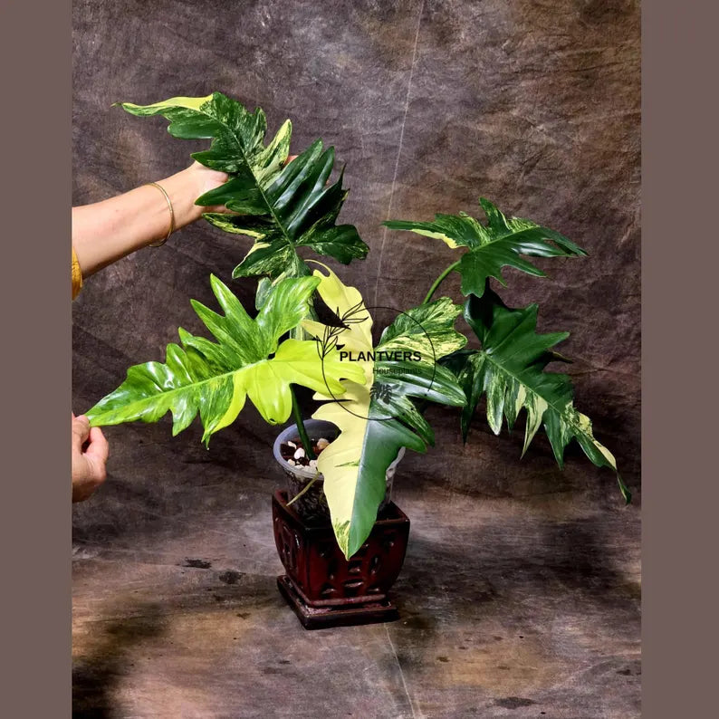 Variegated Philodendron Florida Beauty x Mayoi - Super Rare Live Plants - Home Decor - Exact Same Plant - US Seller