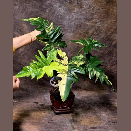 Variegated Philodendron Florida Beauty x Mayoi - Super Rare Live Plants - Home Decor - Exact Same Plant - US Seller