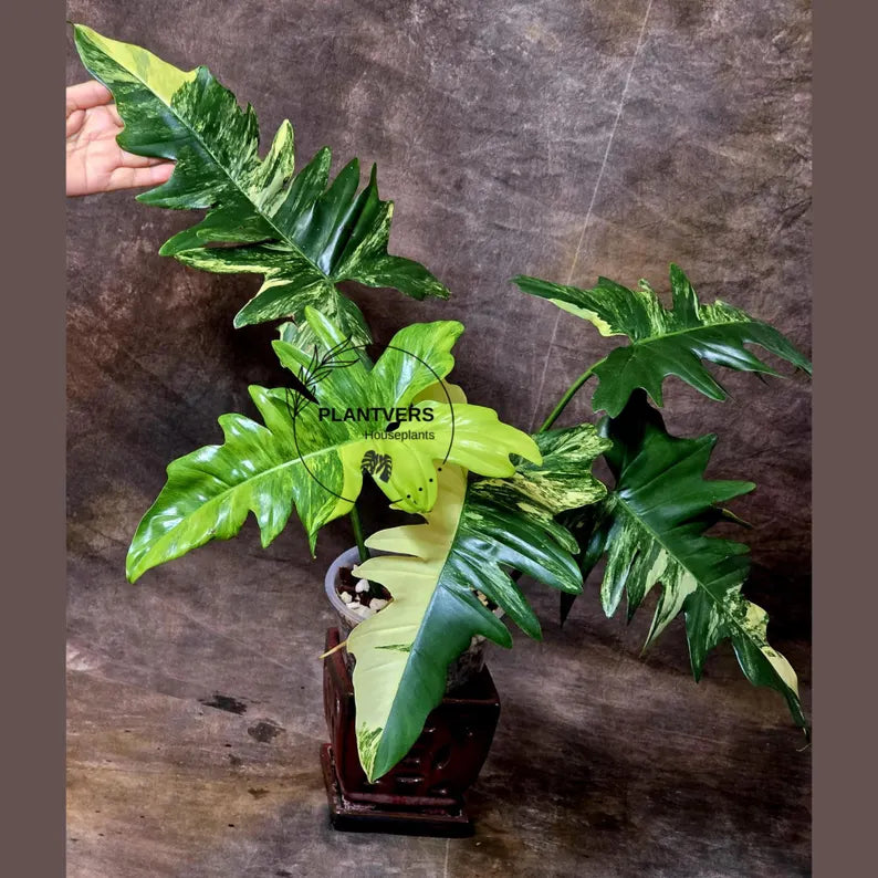 Variegated Philodendron Florida Beauty x Mayoi - Super Rare Live Plants - Home Decor - Exact Same Plant - US Seller