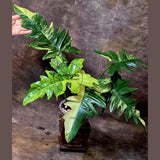 Variegated Philodendron Florida Beauty x Mayoi - Super Rare Live Plants - Home Decor - Exact Same Plant - US Seller