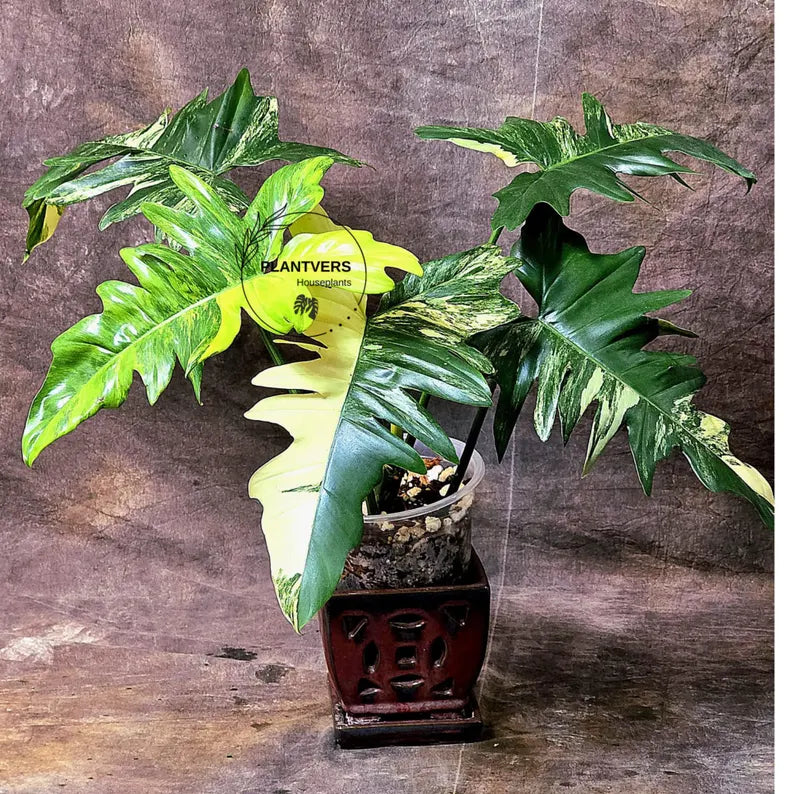 Variegated Philodendron Florida Beauty x Mayoi - Super Rare Live Plants - Home Decor - Exact Same Plant - US Seller