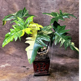 Variegated Philodendron Florida Beauty x Mayoi - Super Rare Live Plants - Home Decor - Exact Same Plant - US Seller