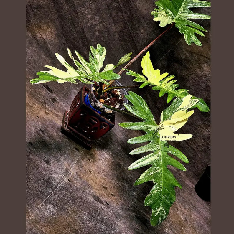 Variegated Philodendron Florida Beauty x Mayoi - Narrow Form - Super Rare Live Plants - Home Decor - Exact Same Plant - US Seller