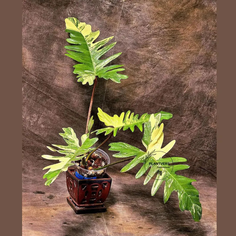 Variegated Philodendron Florida Beauty x Mayoi - Narrow Form - Super Rare Live Plants - Home Decor - Exact Same Plant - US Seller