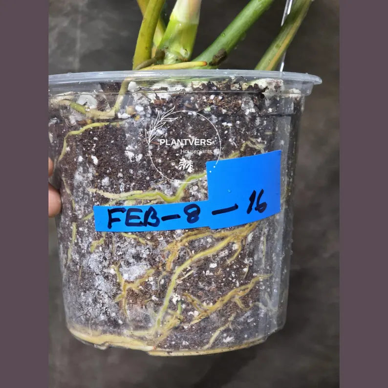 Super Rare Plants
Plant Online
Philodendron Florida
yellow variegation