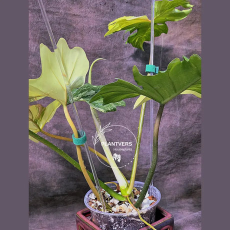 Philodendron Florida
yellow variegation
Plant for Sale
live collector plant