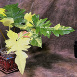 Super Rare Plants
Plant Online
Philodendron Florida