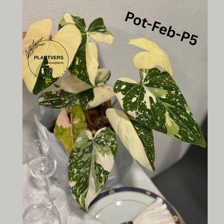 Super Rare Variegated Philodendron Gloriousum Tricolor EXACT Plant - Live Tropical Houseplant - Gift Plant - US Seller