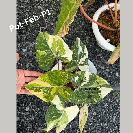 Super Rare Variegated Philodendron Gloriousum Tricolor EXACT Plant - Live Tropical Houseplant - Gift Plant - US Seller