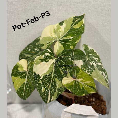 Super Rare Variegated Philodendron Gloriousum Tricolor EXACT Plant - Live Tropical Houseplant - Gift Plant - US Seller