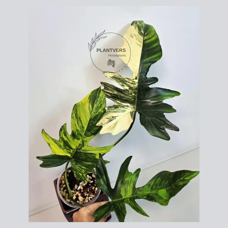 Variegated Philodendron Florida Beauty x Mayoi - Super Rare Live Plants - Air Purifier Plant for Home Decor - Exact Same Plant - US Seller