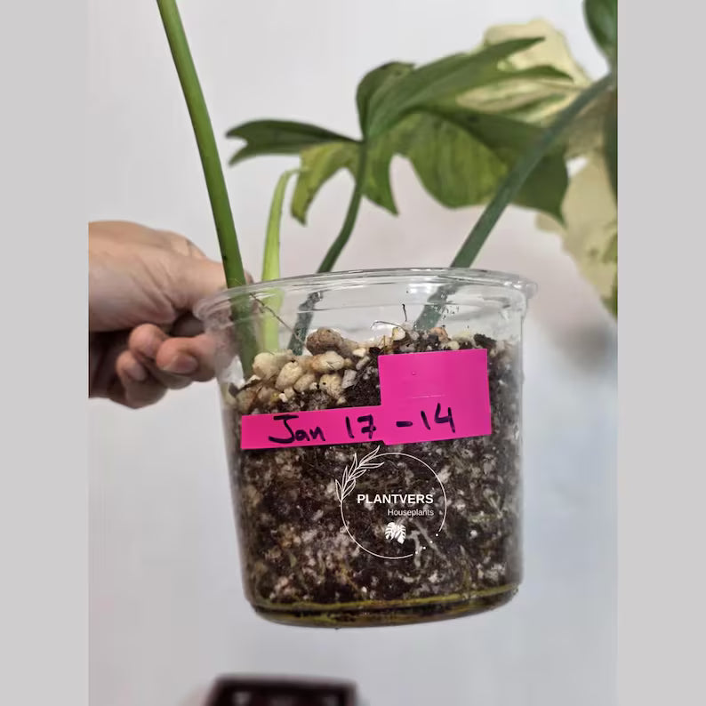 Variegated Philodendron Florida Beauty x Mayoi - Super Rare Live Plants - Air Purifier Plant for Home Decor - Exact Same Plant - US Seller
