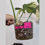 Variegated Philodendron Florida Beauty x Mayoi - Super Rare Live Plants - Air Purifier Plant for Home Decor - Exact Same Plant - US Seller