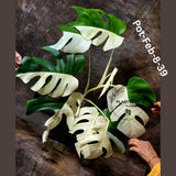 Monstera Albo - Rare Variegated Monstera Borsigiana Albo - Rare Collector Half-Moon Leaf Plant - White Monstera - EXACT Plant - US Seller