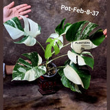 Monstera Albo - Rare Variegated Monstera Borsigiana Albo - Rare Collector Half-Moon Leaf Plant - White Monstera - EXACT Plant - US Seller