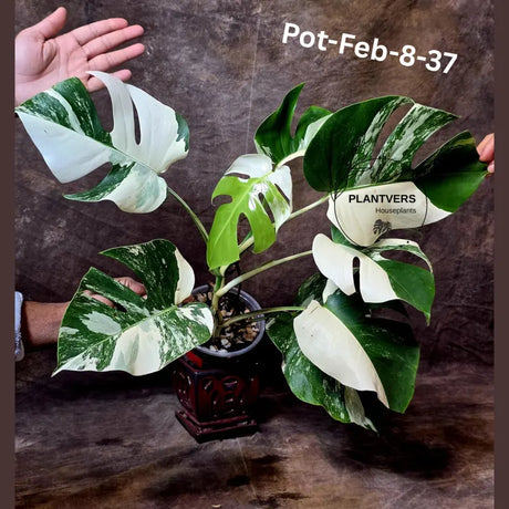 Monstera Albo - Rare Variegated Monstera Borsigiana Albo - Rare Collector Half-Moon Leaf Plant - White Monstera - EXACT Plant - US Seller