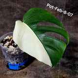 Monstera Albo - Rare Variegated Monstera Borsigiana Albo - Rare Collector Half-Moon Leaf Plant - White Monstera - EXACT Plant - US Seller