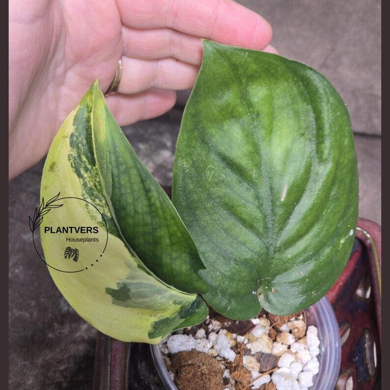 Scindapsus Jade Satin Variegated Plant in a Nursery Pot - Rare Collector Plant - EXACT Plant - US Seller