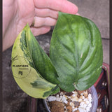 Scindapsus Jade Satin Variegated Plant in a Nursery Pot - Rare Collector Plant - EXACT Plant - US Seller