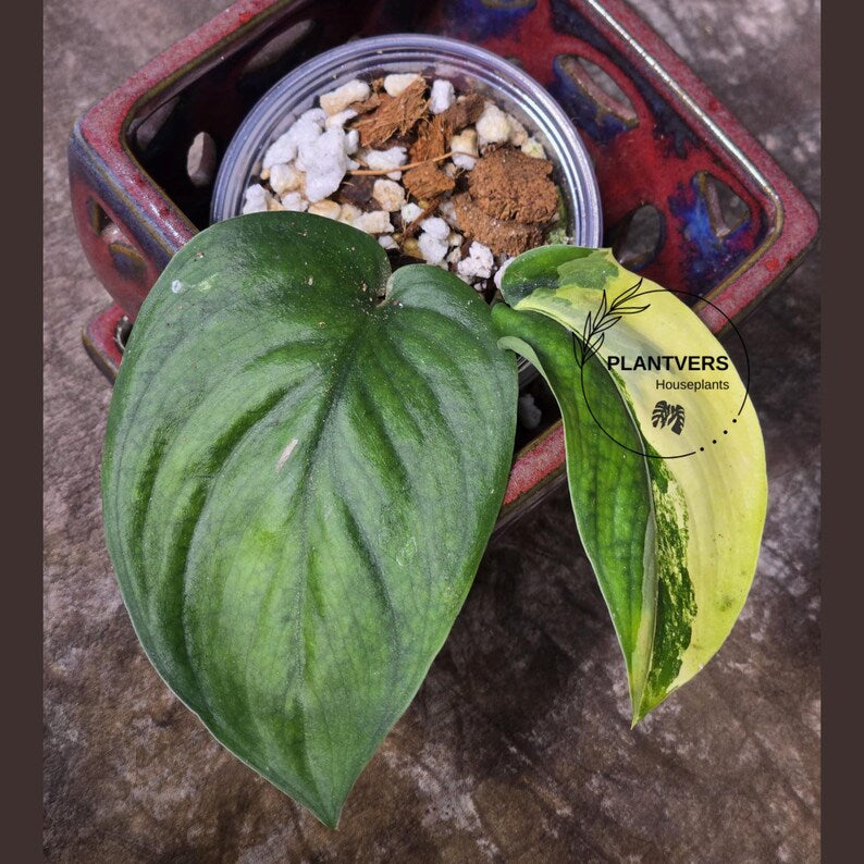 Scindapsus Jade Satin Variegated Plant in a Nursery Pot - Rare Collector Plant - EXACT Plant - US Seller