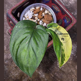 Scindapsus Jade Satin Variegated Plant in a Nursery Pot - Rare Collector Plant - EXACT Plant - US Seller