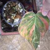 Variegated Philodendron Mican Aurea in a Nursery Pot - Rare Collector Plant - EXACT Plant - US SELLER