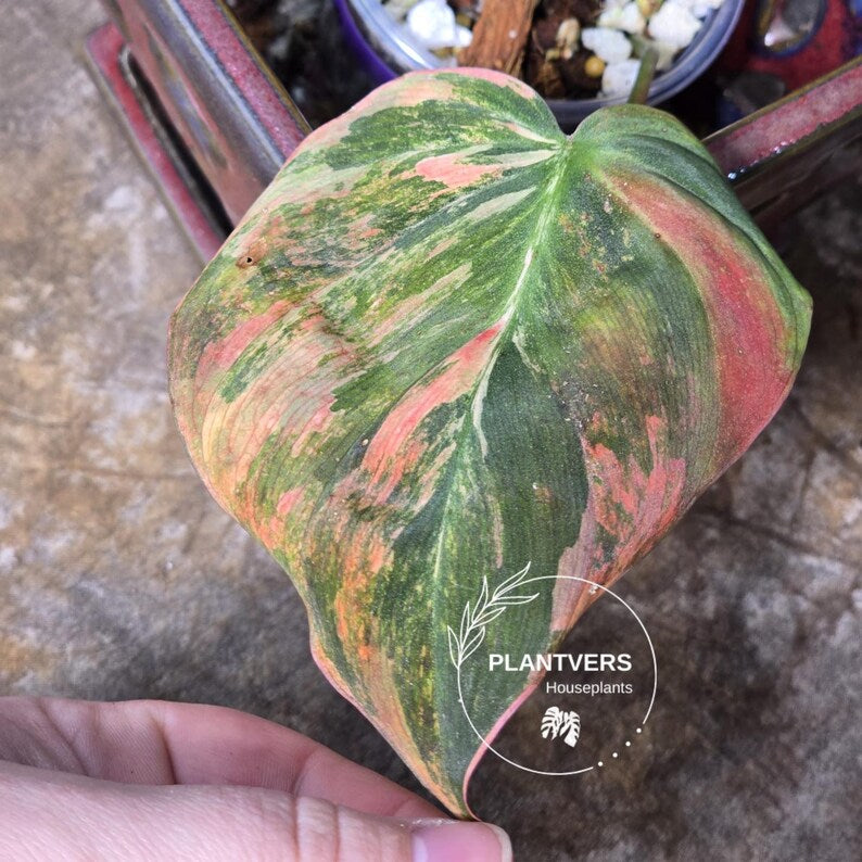 Variegated Philodendron Mican Aurea in a Nursery Pot - Rare Collector Plant - EXACT Plant - US SELLER
