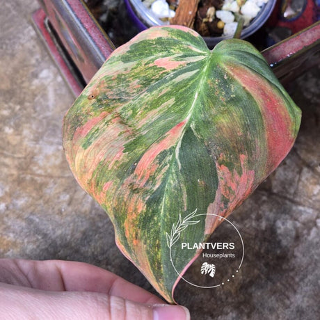 Variegated Philodendron Mican Aurea in a Nursery Pot - Rare Collector Plant - EXACT Plant - US SELLER