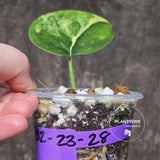 Scindapsus Jade Satin Variegated Plant in a Nursery Pot - Rare Tropical - EXACT Plant - US Seller