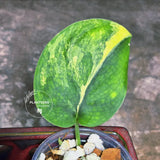 Scindapsus Jade Satin Variegated Plant in a Nursery Pot - Rare Tropical - EXACT Plant - US Seller