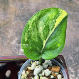 Scindapsus Jade Satin Variegated Plant in a Nursery Pot - Rare Tropical - EXACT Plant - US Seller