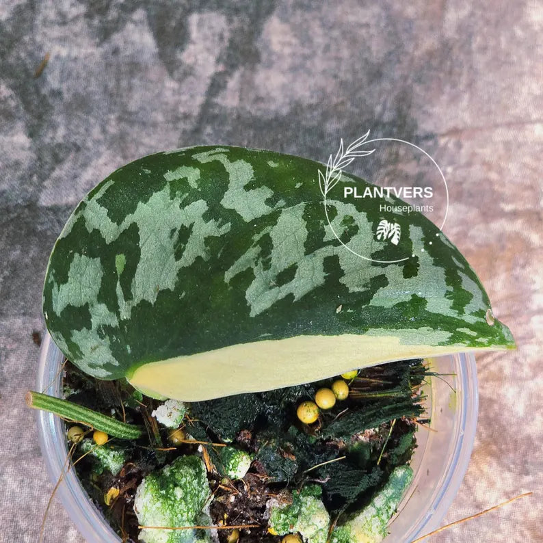 Variegated Scindapsus Mayari - Rare Collector Plant - EXACT Same Plant - US Seller