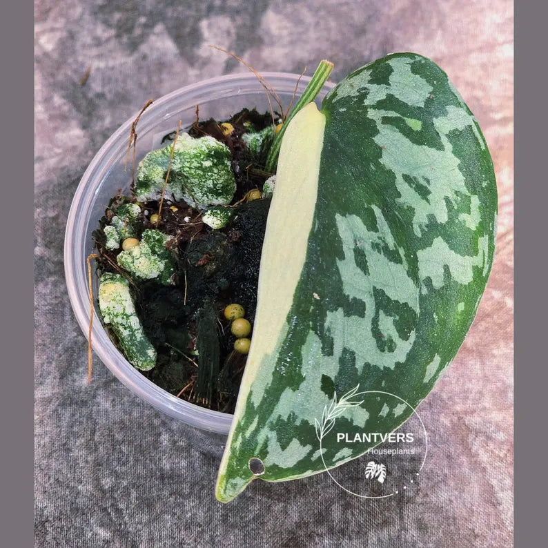 Variegated Scindapsus Mayari - Rare Collector Plant - EXACT Same Plant - US Seller