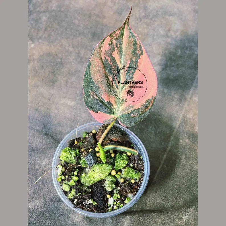 Variegated Philodendron Mican Aurea in a Nursery Pot - Rare Collector Plant - EXACT Plant - US Seller