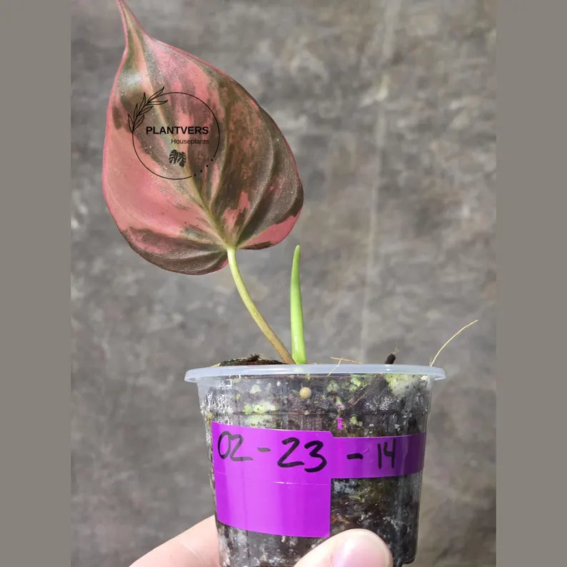 Variegated Philodendron Mican Aurea in a Nursery Pot - Rare Collector Plant - EXACT Plant - US Seller