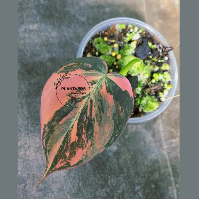Variegated Philodendron Mican Aurea in a Nursery Pot - Rare Collector Plant - EXACT Plant - US Seller