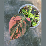 Variegated Philodendron Mican Aurea in a Nursery Pot - Rare Collector Plant - EXACT Plant - US Seller