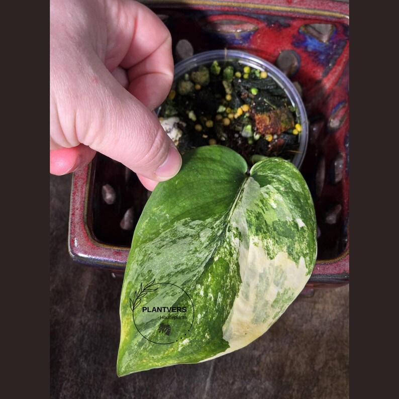 Variegated Scindapsus Pictus 'Jade Satin' Plant - Collector's Aroid - Modern Home Decor - Best GIFT Plant - EXACT Same Plant - US Seller