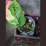 Variegated Scindapsus Pictus 'Jade Satin' Plant - Collector's Aroid - Modern Home Decor - Best GIFT Plant - EXACT Same Plant - US Seller