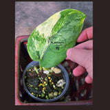 Variegated Scindapsus Pictus 'Jade Satin' Plant - Collector's Aroid - Modern Home Decor - Best GIFT Plant - EXACT Same Plant - US Seller