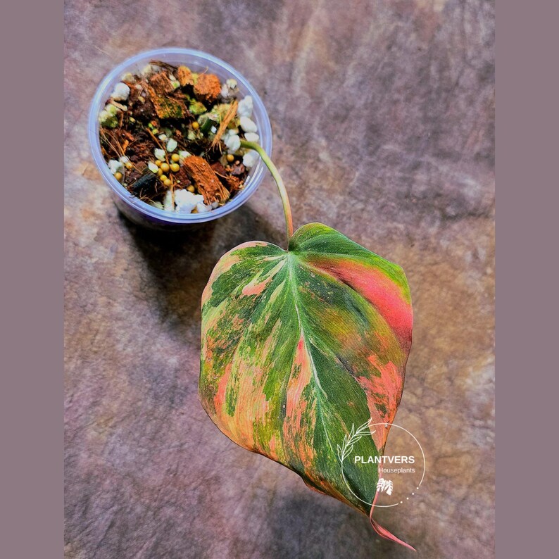 Variegated Philodendron Mican Aurea in a Nursery Pot - Rare Collector Plant - EXACT Plant - US SELLER