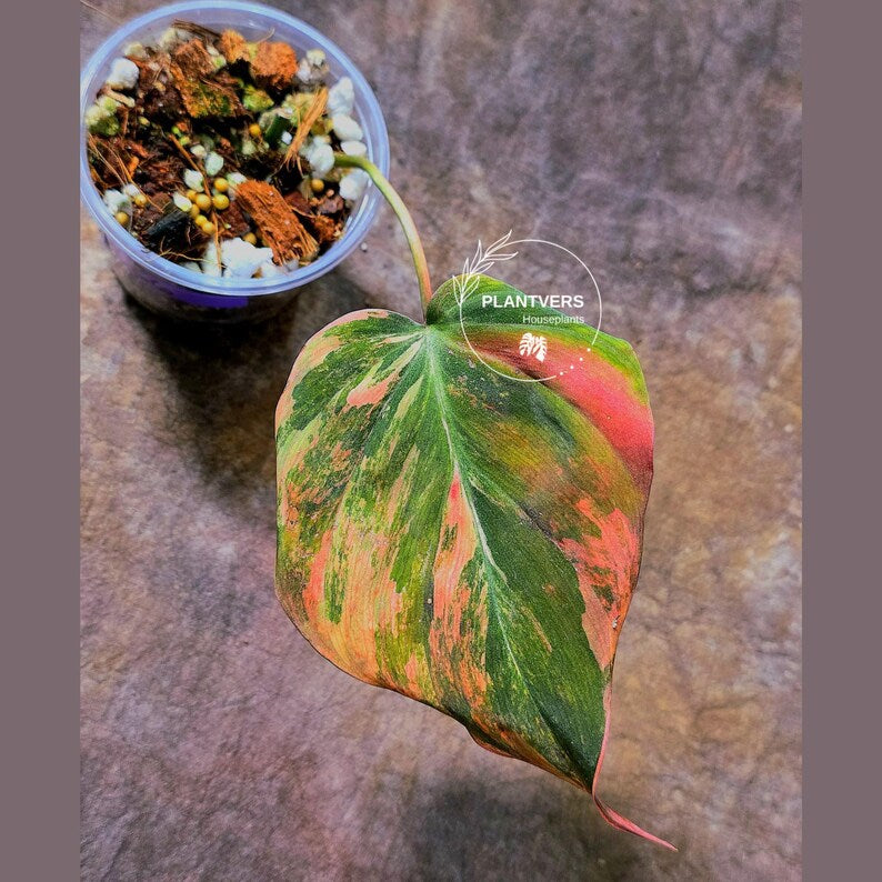 Variegated Philodendron Mican Aurea in a Nursery Pot - Rare Collector Plant - EXACT Plant - US SELLER