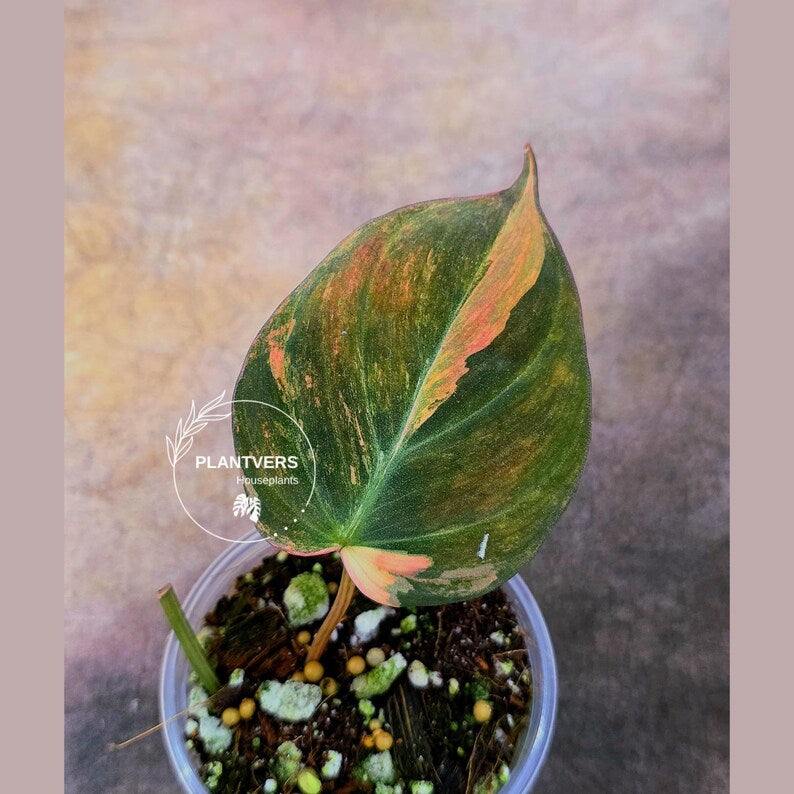Variegated Philodendron Mican Aurea in a Nursery Pot - Rare Collector Plant - EXACT Plant - US SELLER