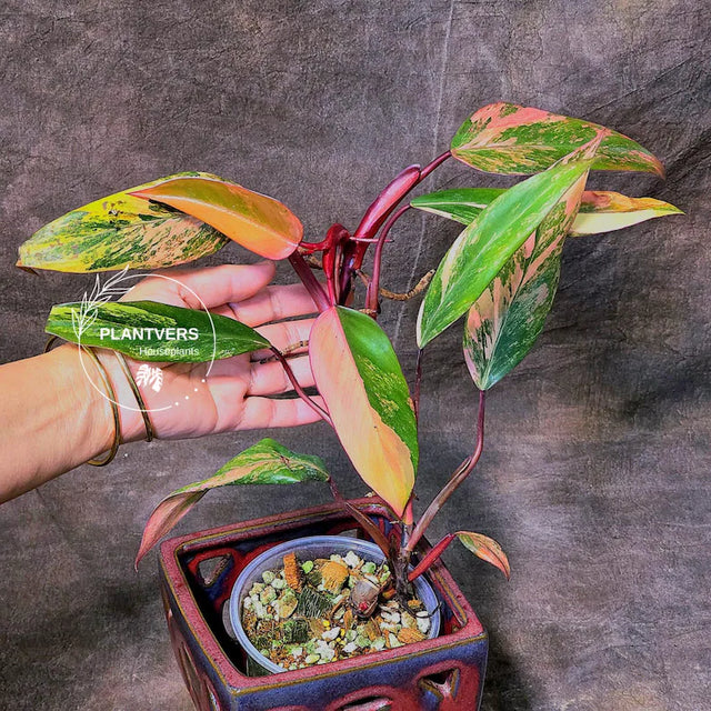 variegated philodendron