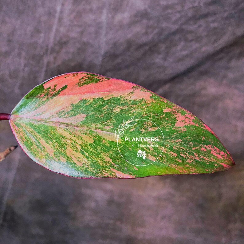 High Variegated Philodendron Strawberry Shake - Rare Collector Plant - Exact Plant - US Seller