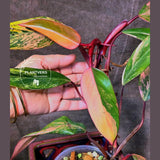 High Variegated Philodendron Strawberry Shake - Rare Collector Plant - Exact Plant - US Seller