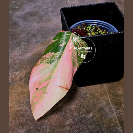 pink philodendron