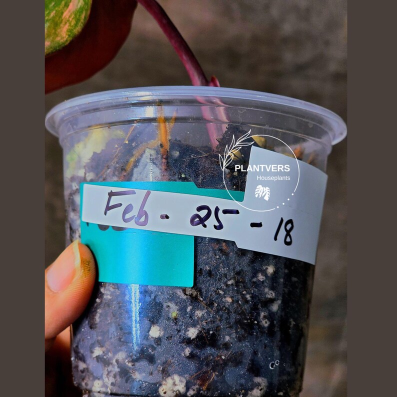 High Variegated Philodendron Strawberry Shake - Rare Collector Plant - Exact Plant - US Seller